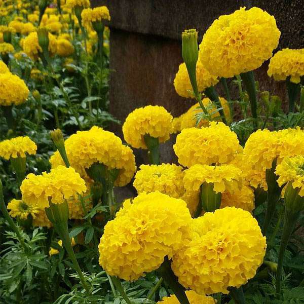 Marigold Inca Yellow Flower Seeds